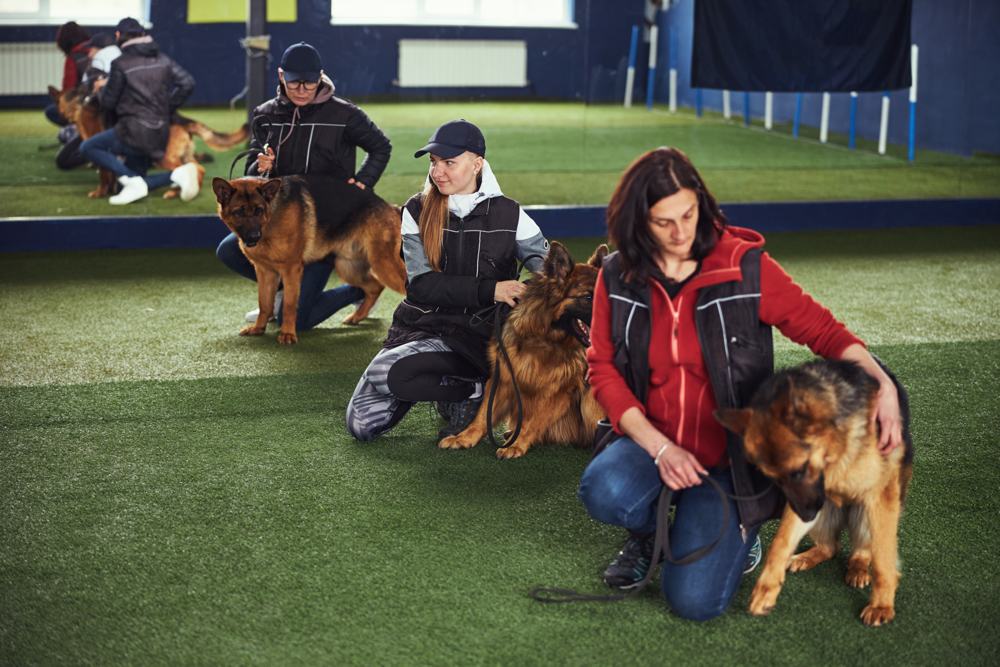 Handlers kneeling with German shepherds during a training session
