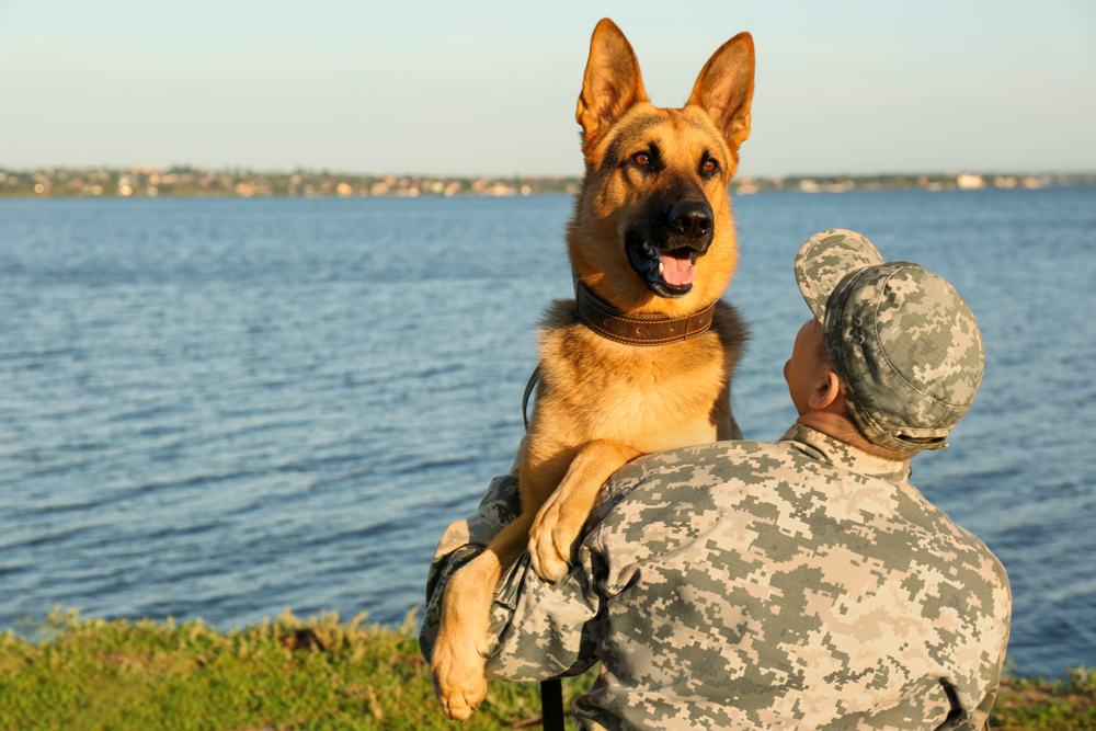 A veteran with his German shepherd by the water